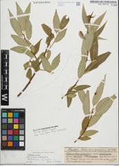 Foto von Salix fragilis L.
